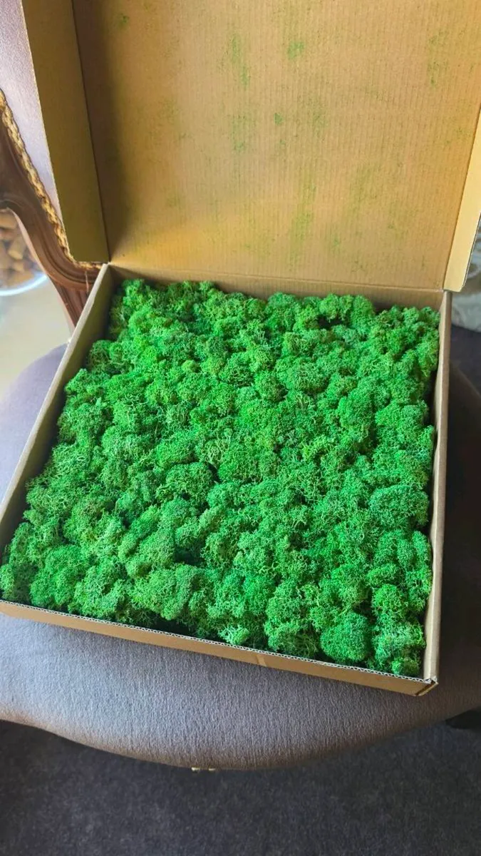 22x Premium Preserved Reindeer Moss Wall Panels - Image 1