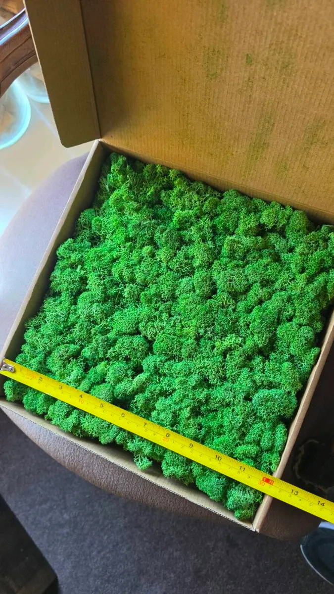 22x Premium Preserved Reindeer Moss Wall Panels - Image 2