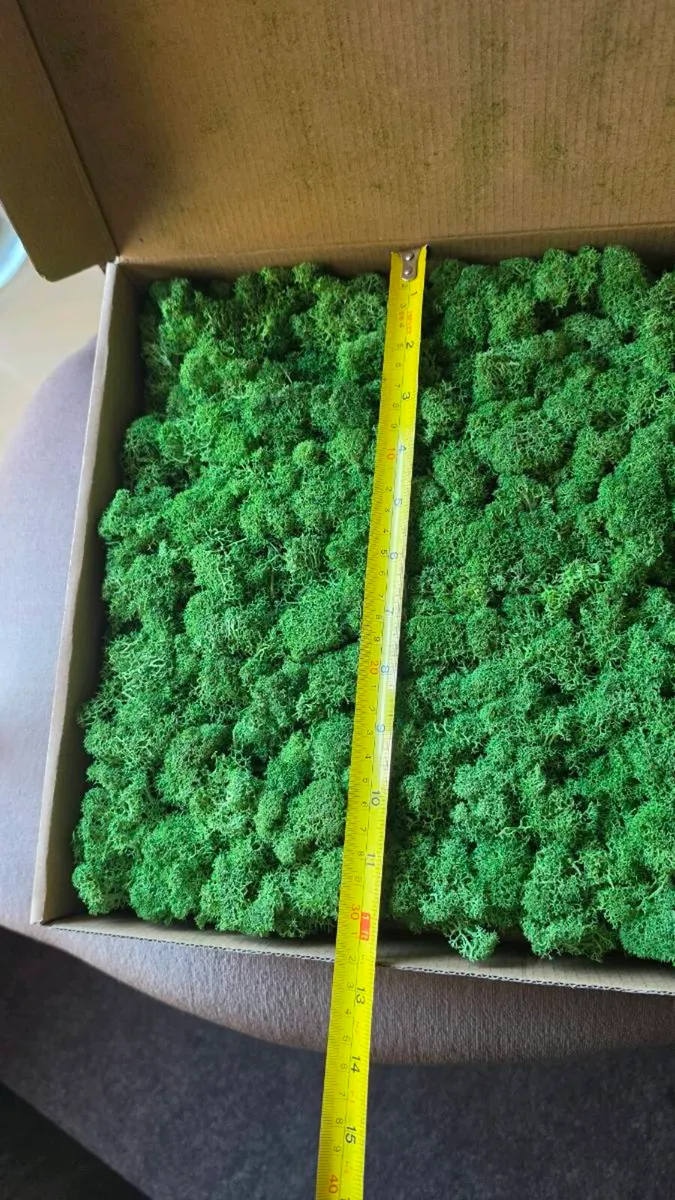 22x Premium Preserved Reindeer Moss Wall Panels - Image 3