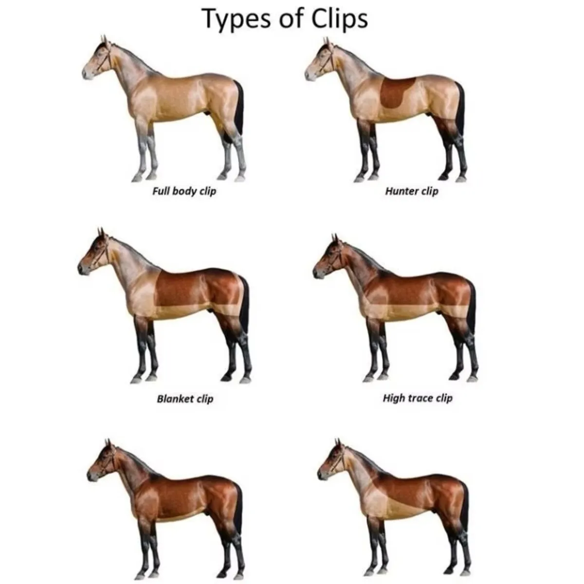 Horse Clipping service ✂️ 🐴 - Image 1