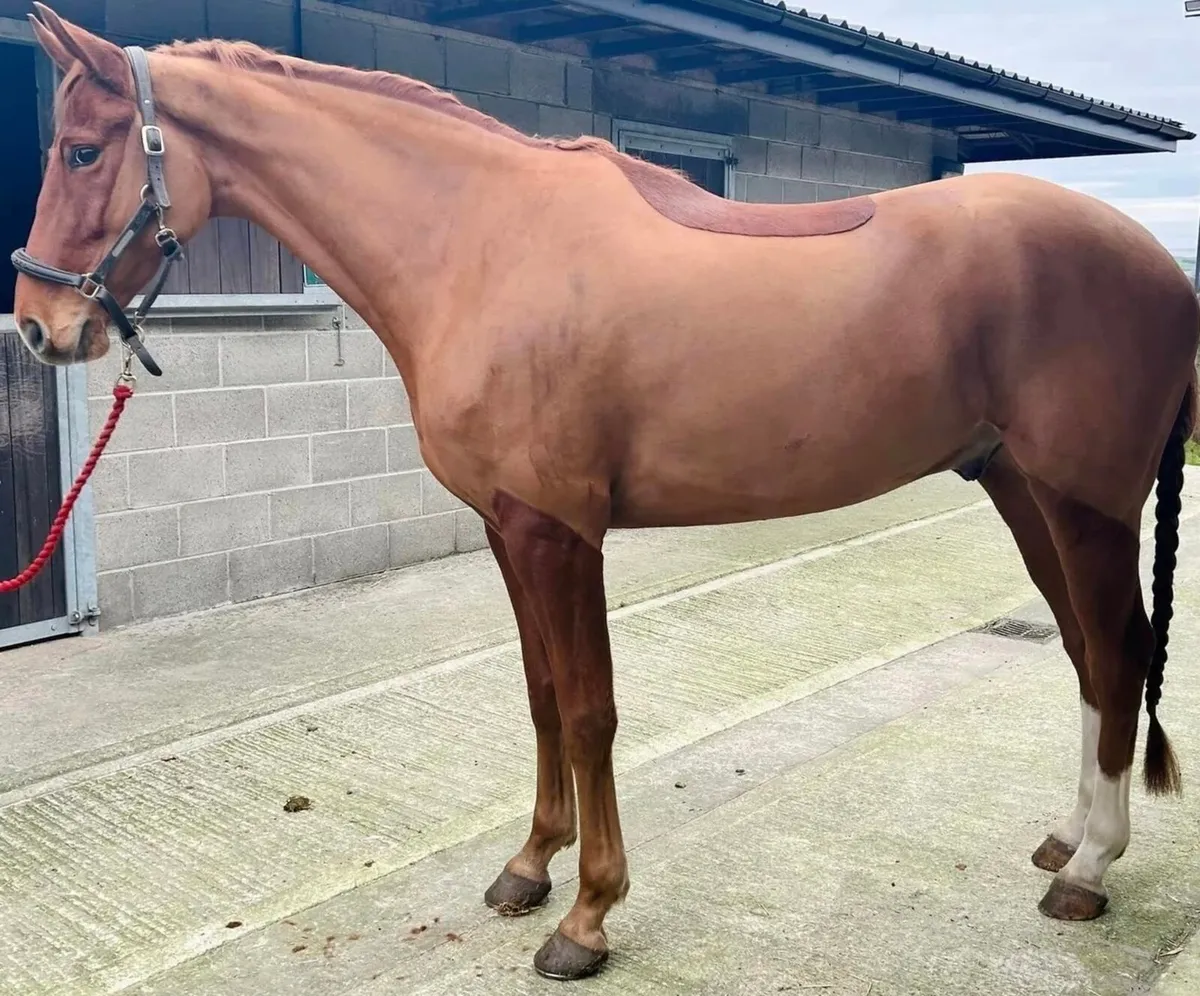 Horse Clipping service ✂️ 🐴 - Image 2