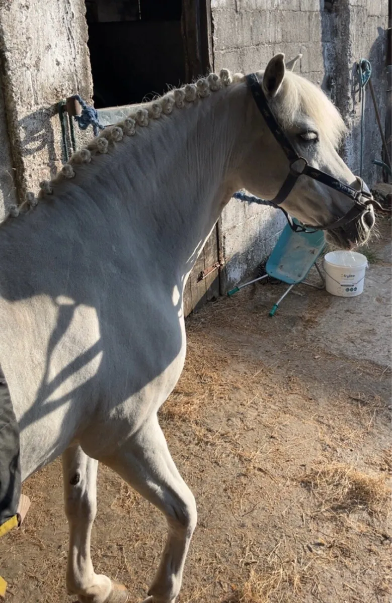 Horse Clipping service ✂️ 🐴 - Image 3