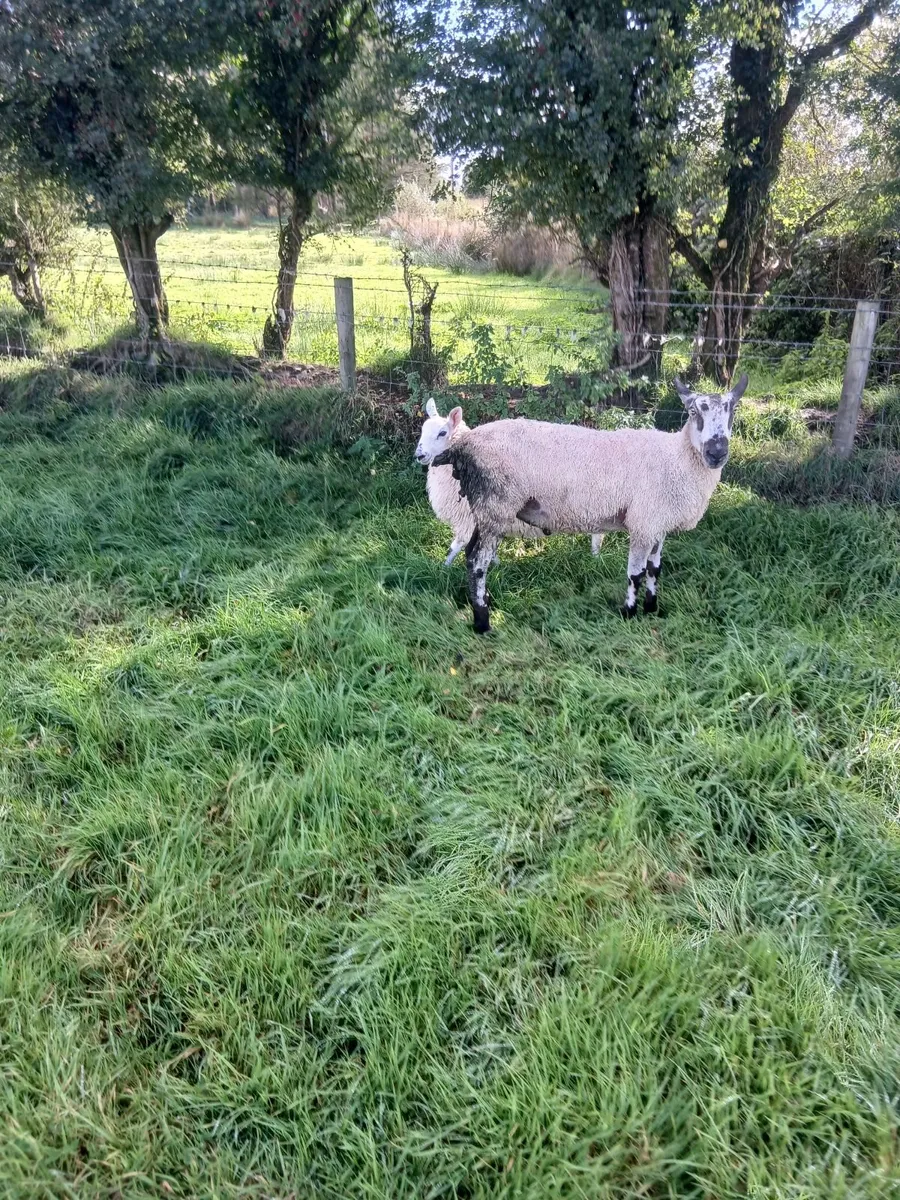 Blue Leicester ram - Image 1