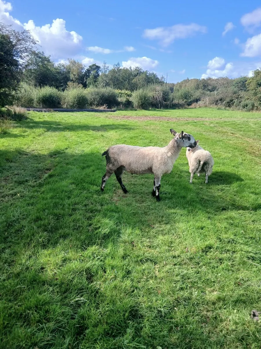 Blue Leicester ram - Image 2