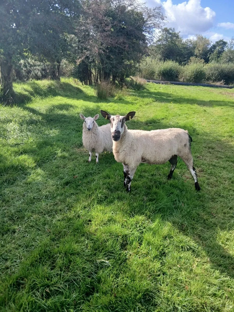 Blue Leicester ram - Image 3