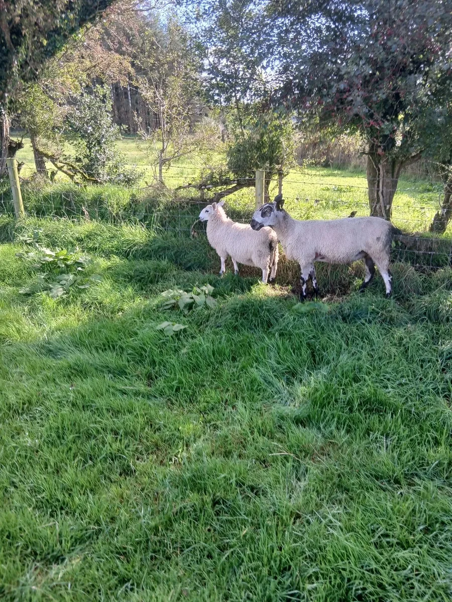 Blue Leicester ram - Image 4