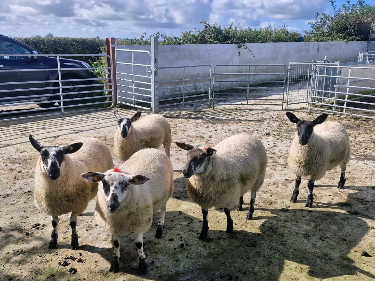 Ewe lambs Mountbellew Mart - Image 2