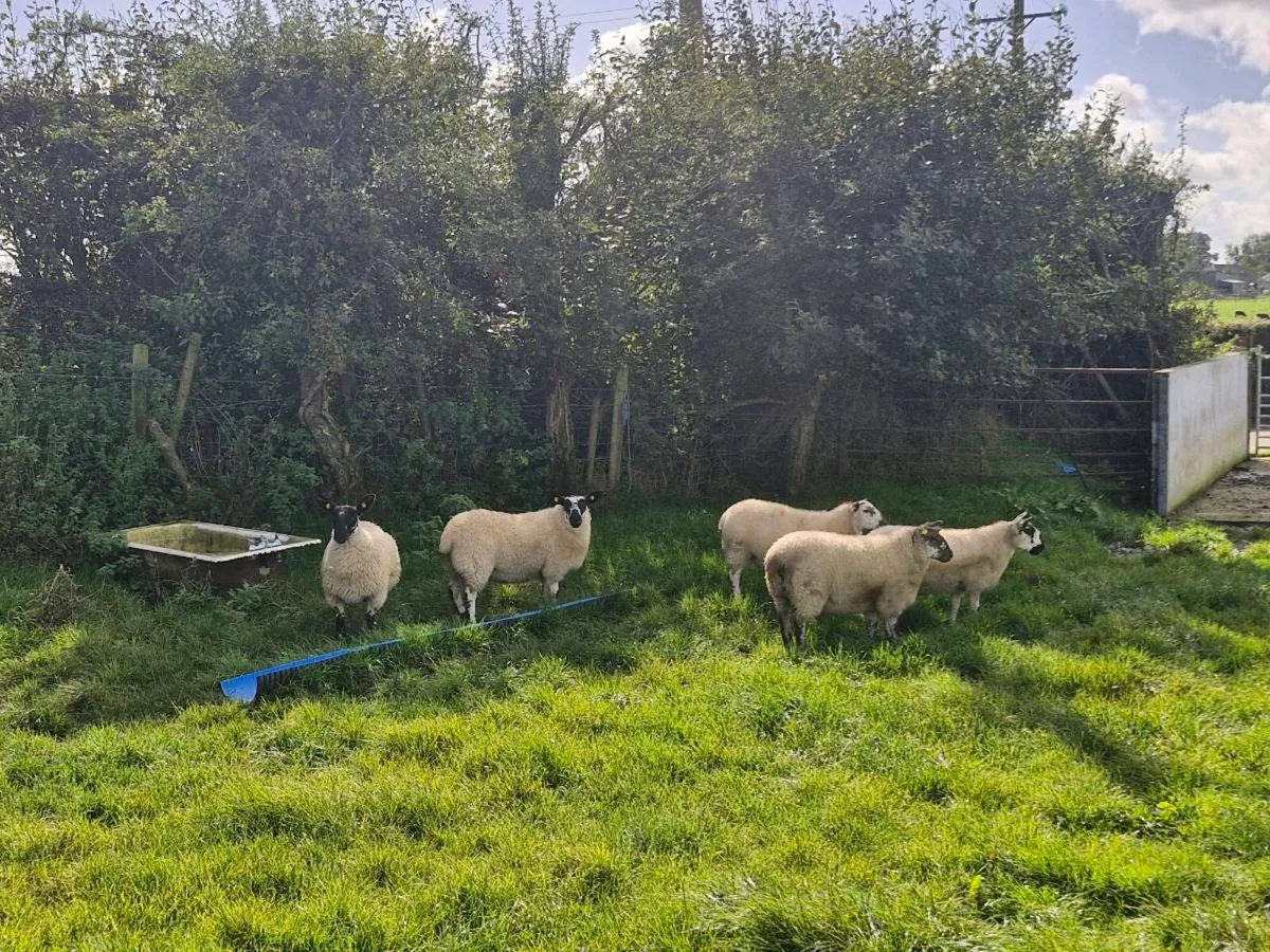 Ewe lambs Mountbellew Mart - Image 3