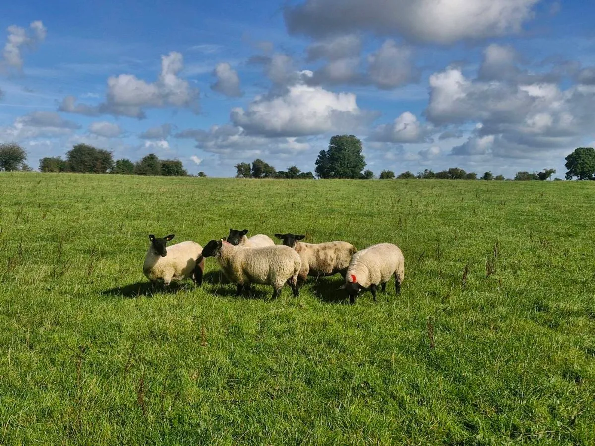 Ewe lambs Mountbellew Mart - Image 4