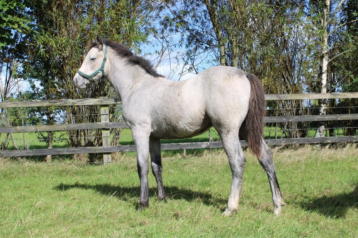 Connemara Filly Foal - Image 1