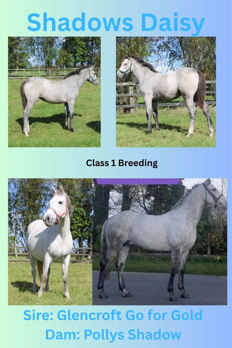 Connemara Filly Foal - Image 2
