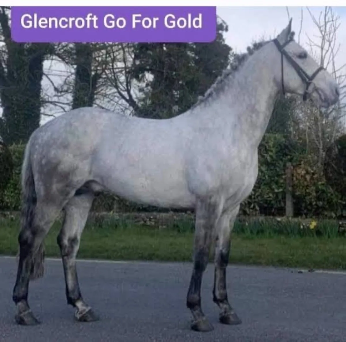 Connemara Filly Foal - Image 4