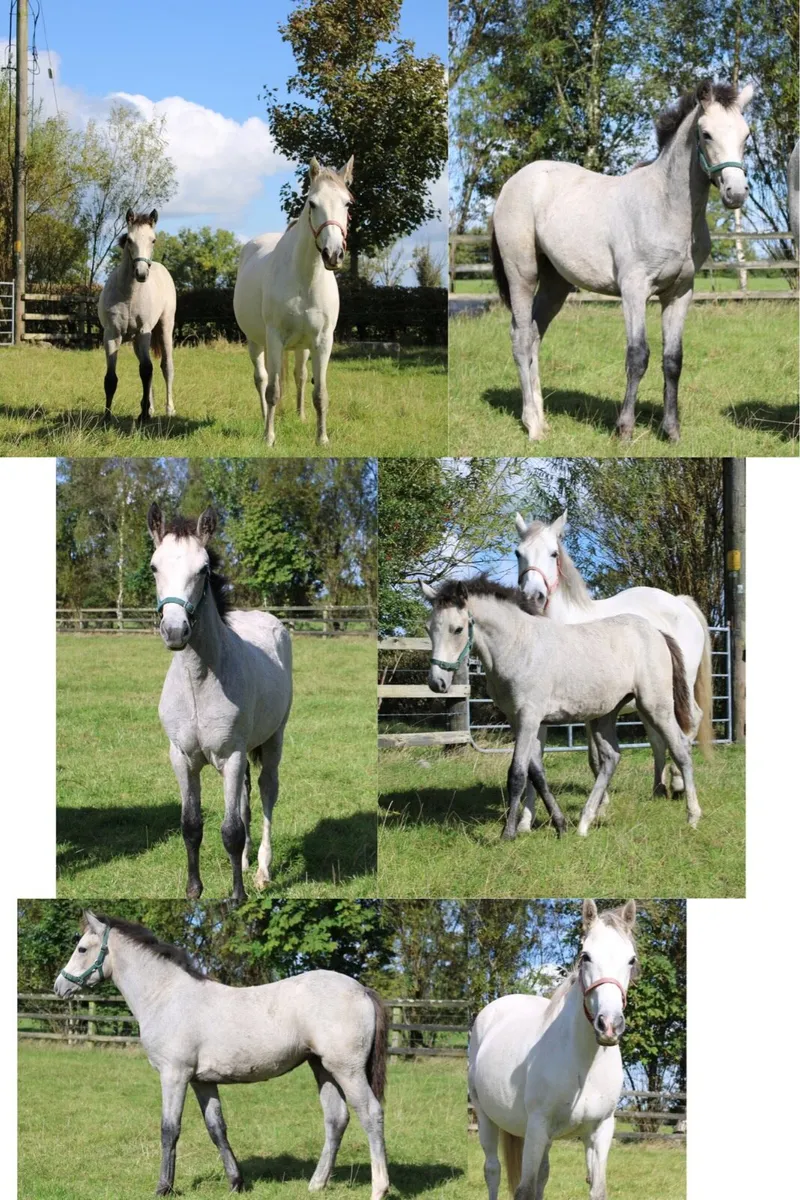 Connemara Filly Foal - Image 3