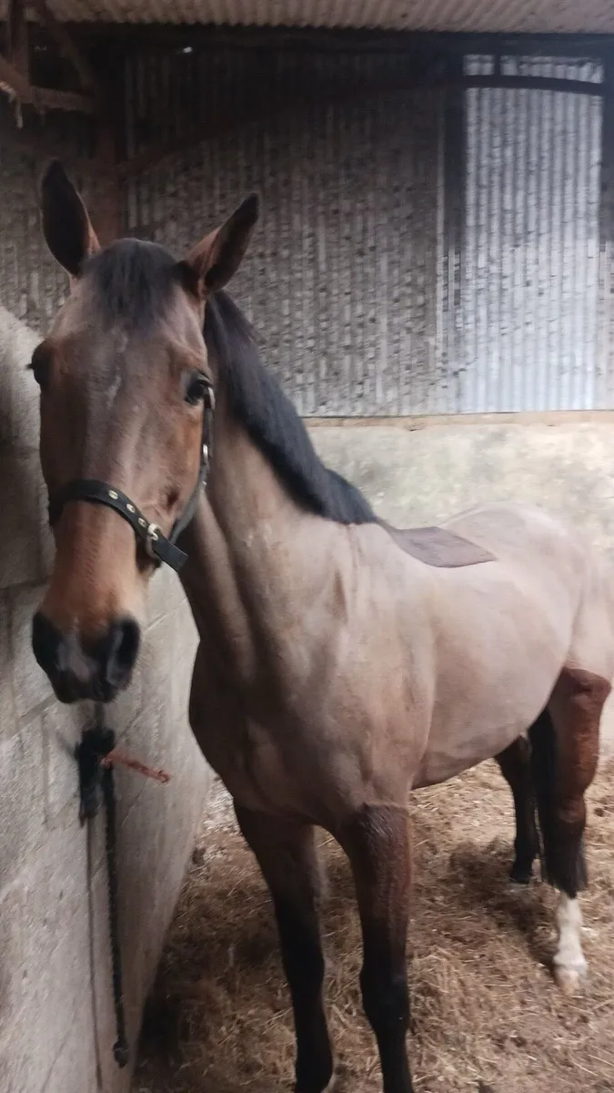 Horse Clipping service ✂️ 🐴 - Image 4