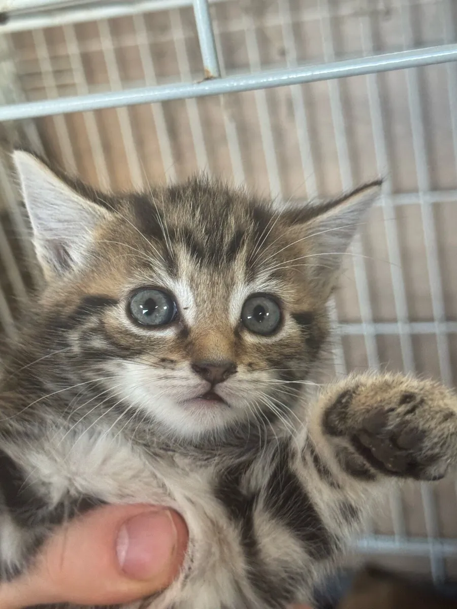Kittens - Image 3