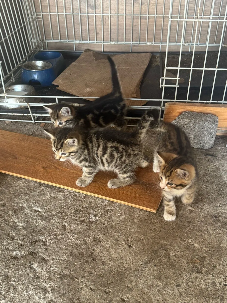 Kittens - Image 4