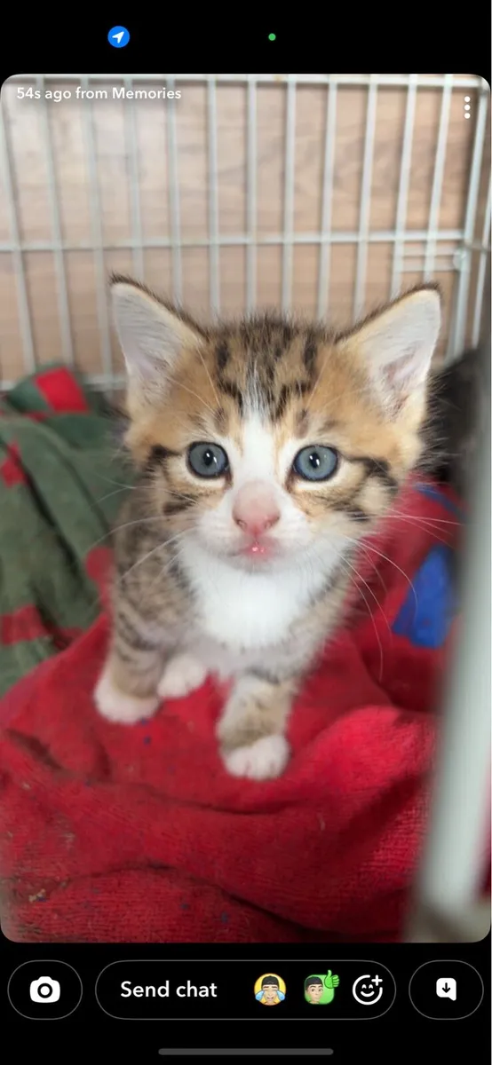 Kittens - Image 1