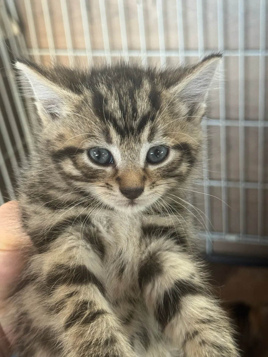 Kittens - Image 2