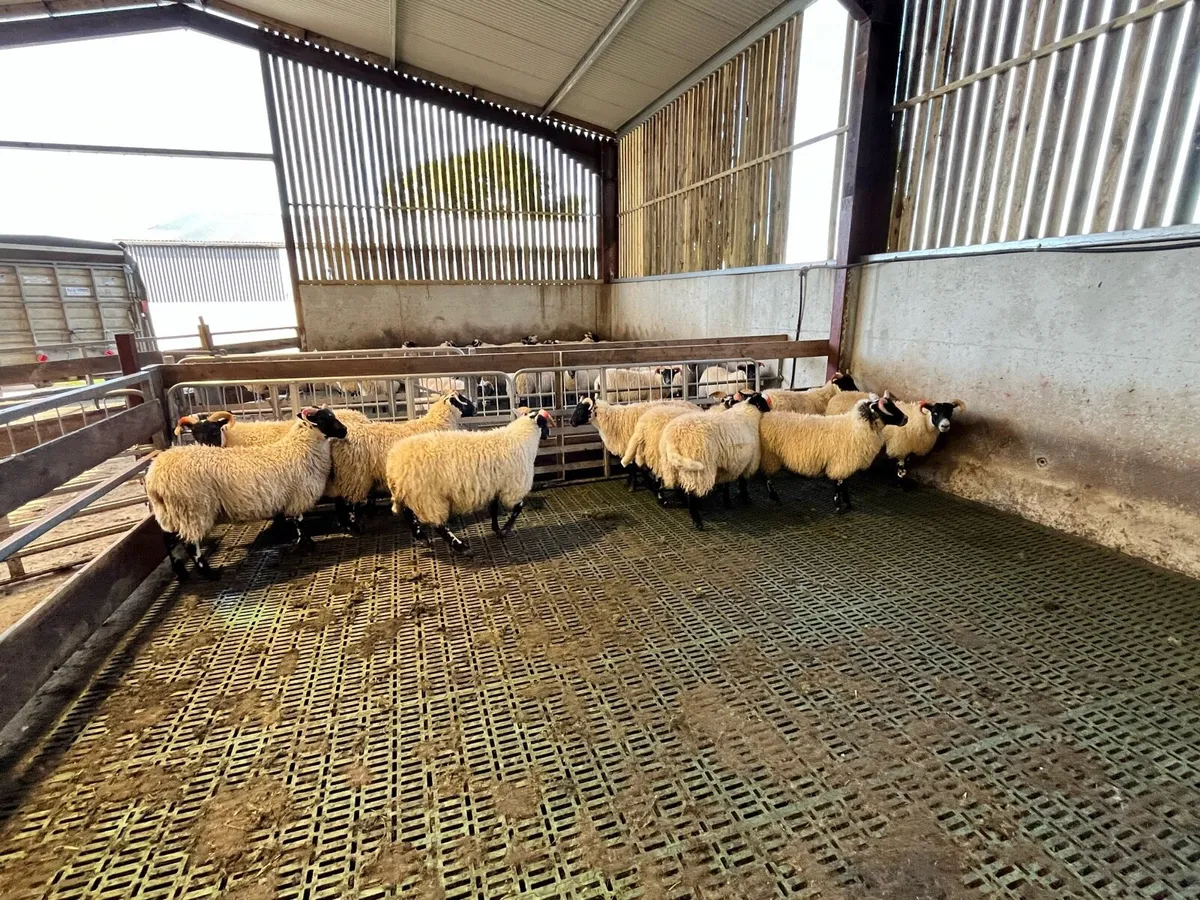 Lanark ewe lambs - Image 2