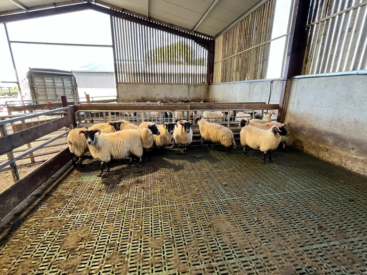 Lanark ewe lambs - Image 3