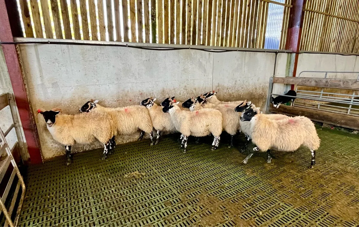 Lanark ewe lambs - Image 4
