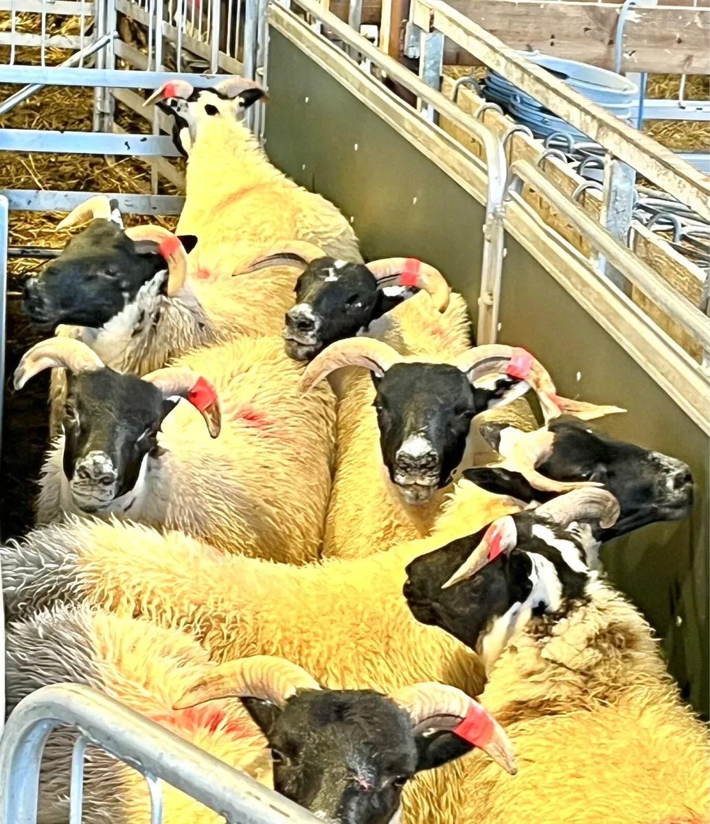 Lanark ewe lambs - Image 1