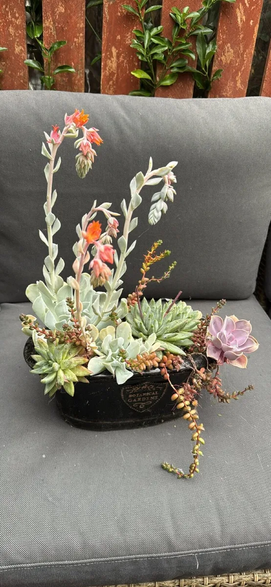 Plants - all need to go - Image 1