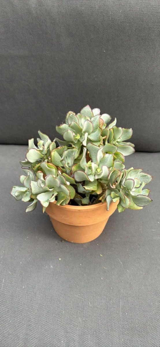 Plants - all need to go - Image 4