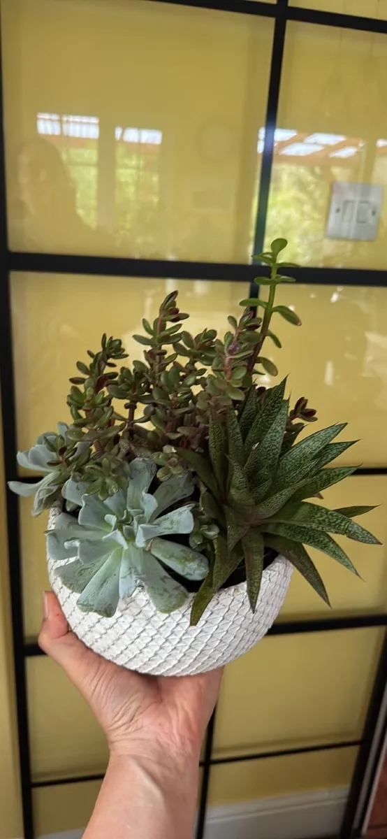 Plants - all need to go - Image 2