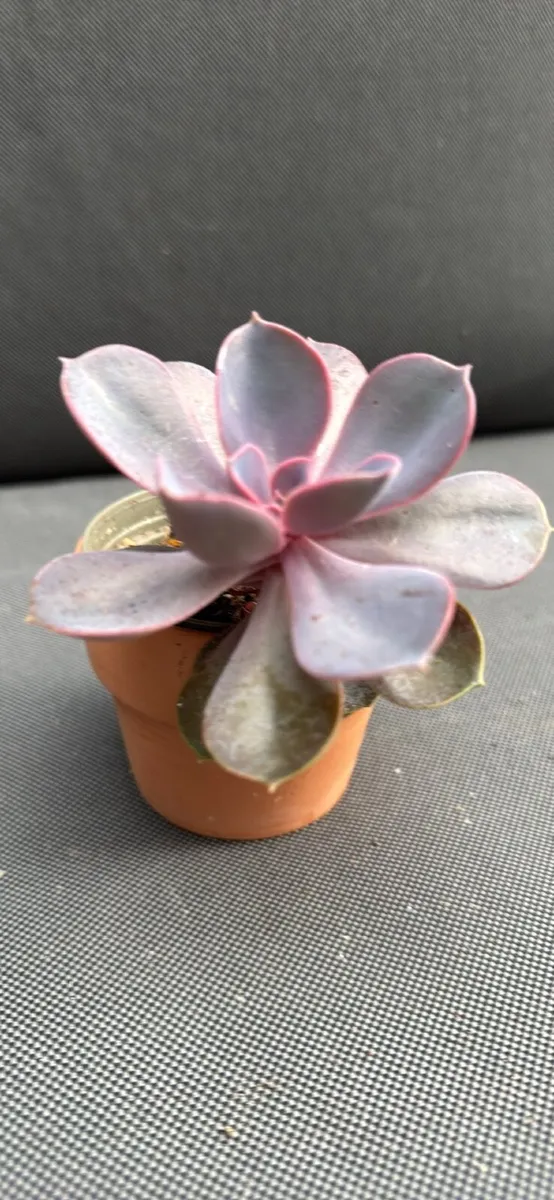 Plants - all need to go - Image 3