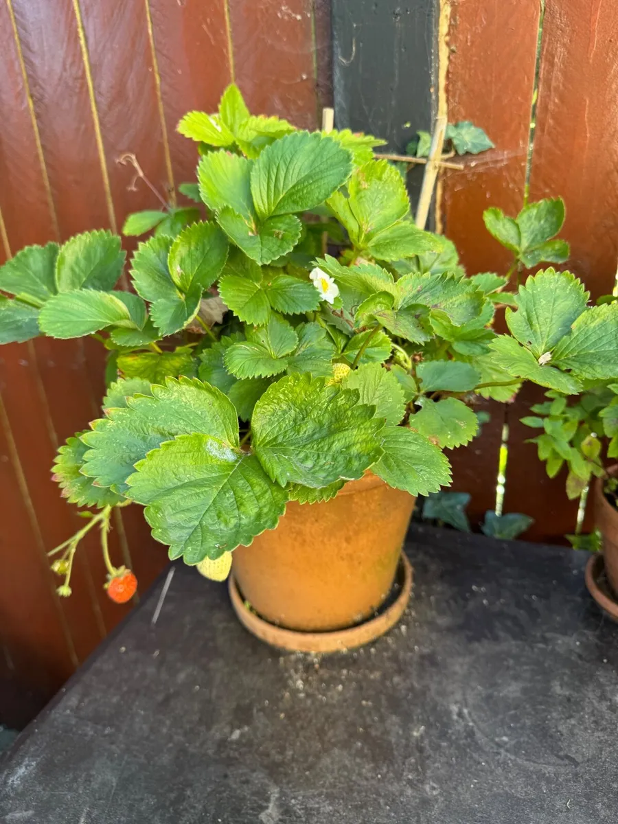 Plants - all need to go - Image 1