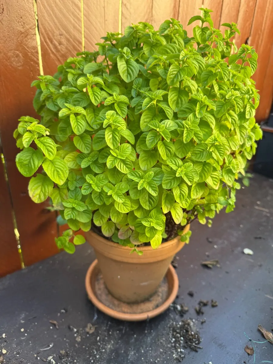 Plants - all need to go - Image 2