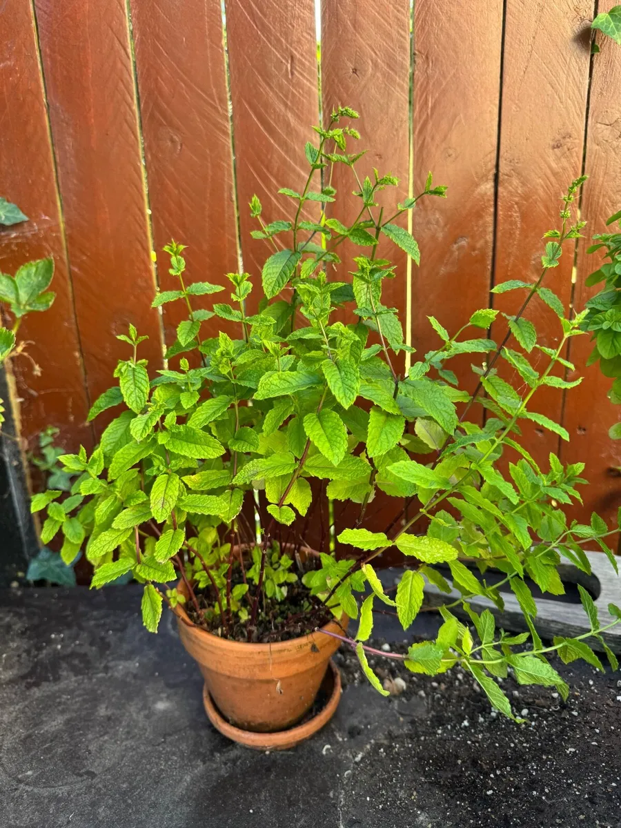 Plants - all need to go - Image 4