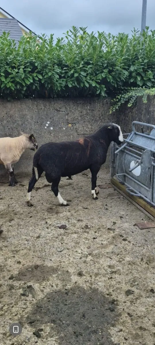 4 PBNR Zwartble ewe lambs - Image 4