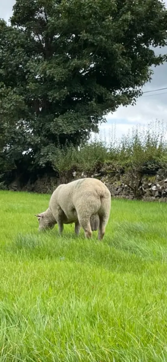 Charlollais Hogget Rams for Sale - Image 2