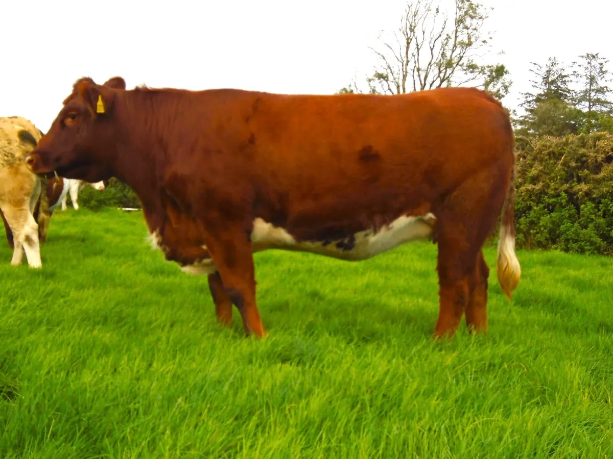 In calf heifers - Image 2