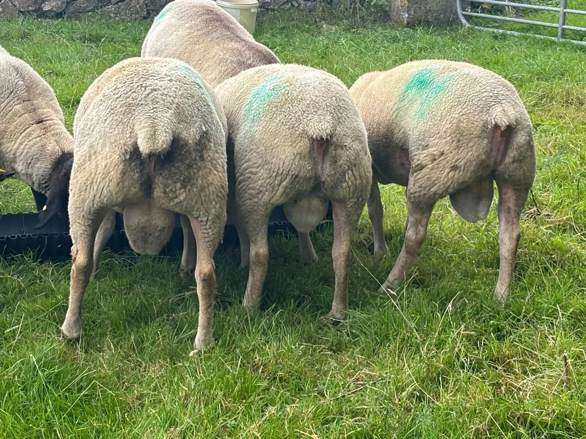 Charlollais Hogget Rams for Sale - Image 3