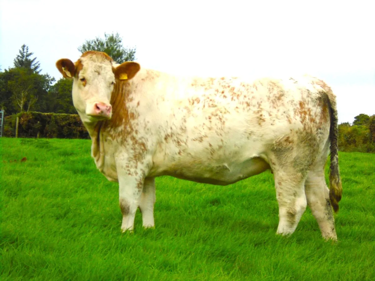 In calf heifers - Image 1