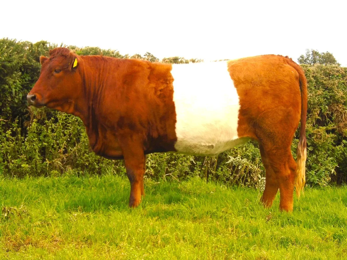 In calf heifers - Image 3