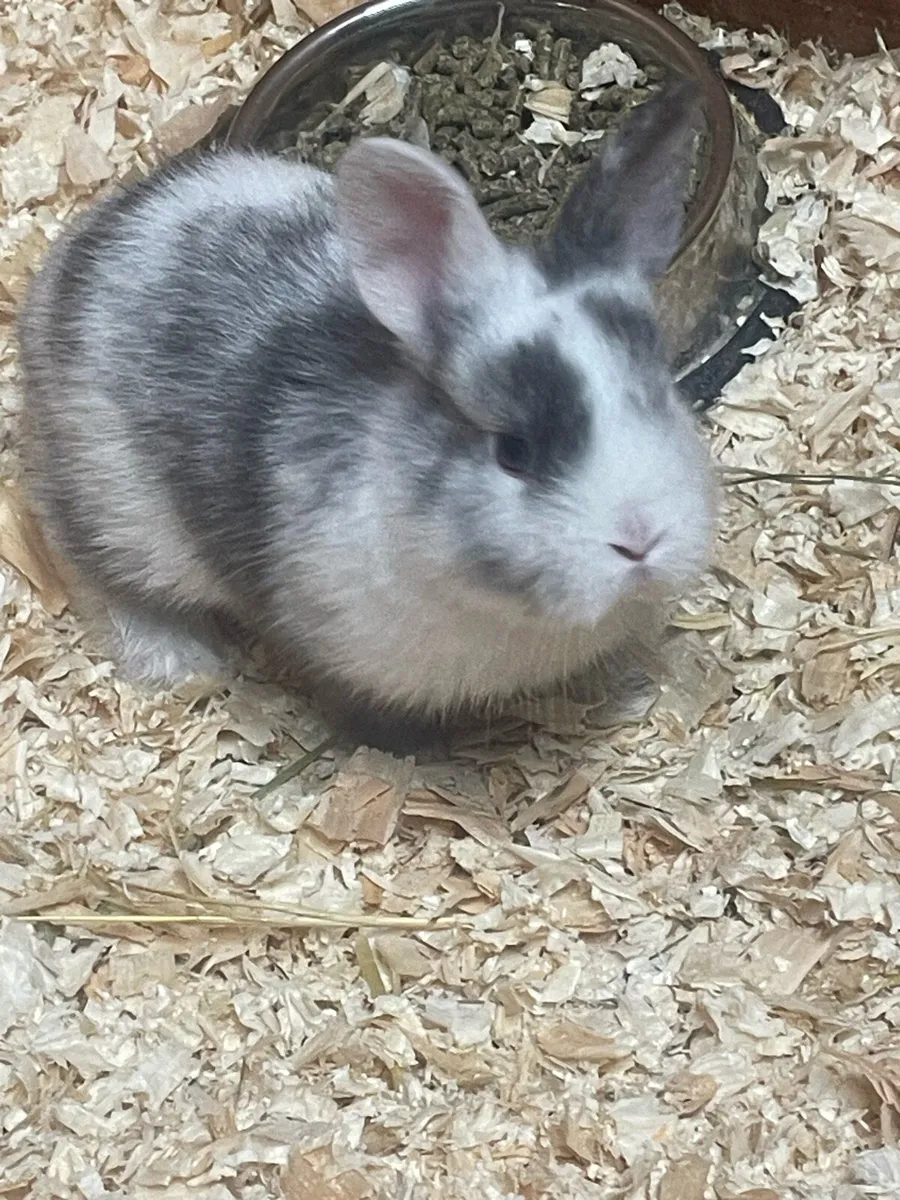 Mini lop x lionhead baby rabbits - Image 1
