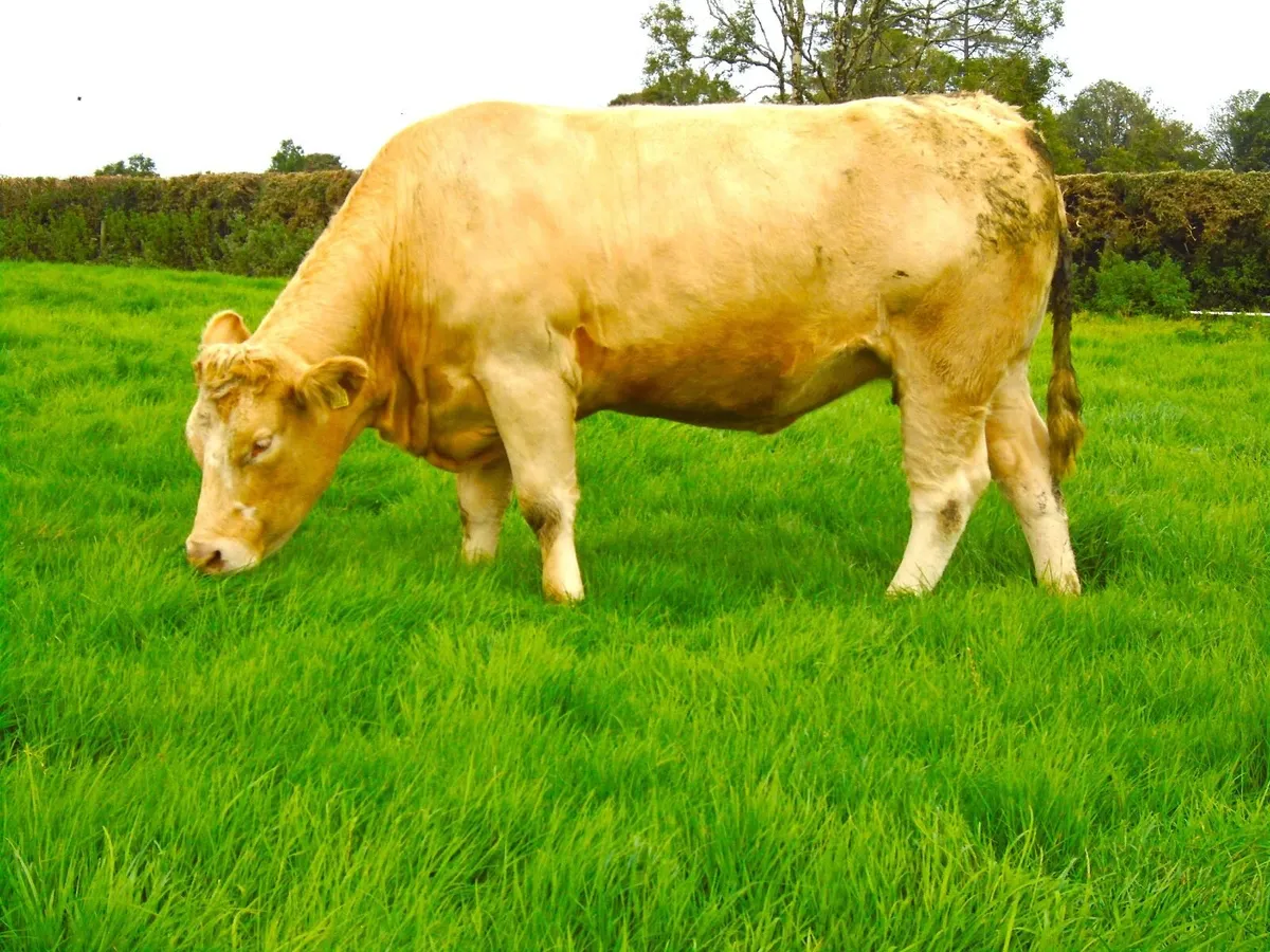 In calf heifers - Image 4
