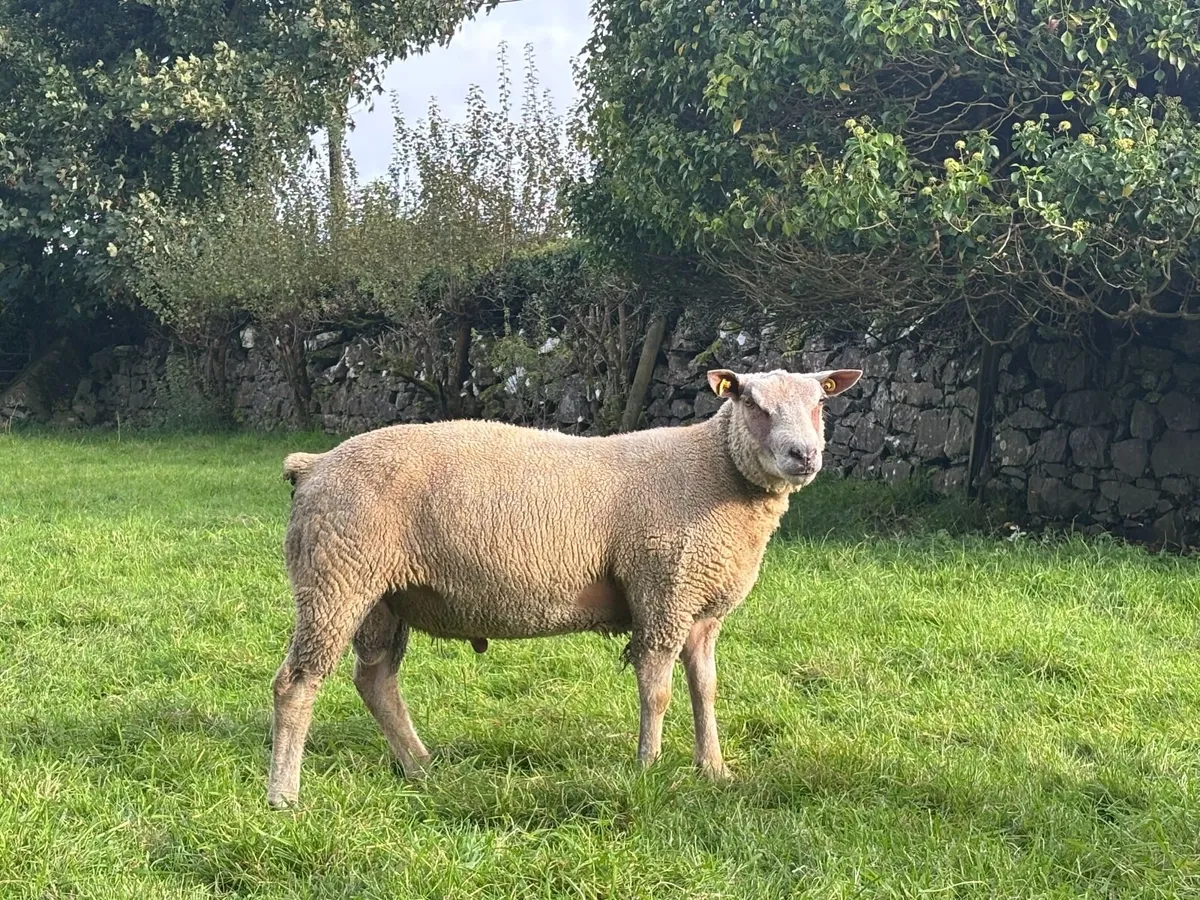 Charlollais Hogget Rams for Sale - Image 4