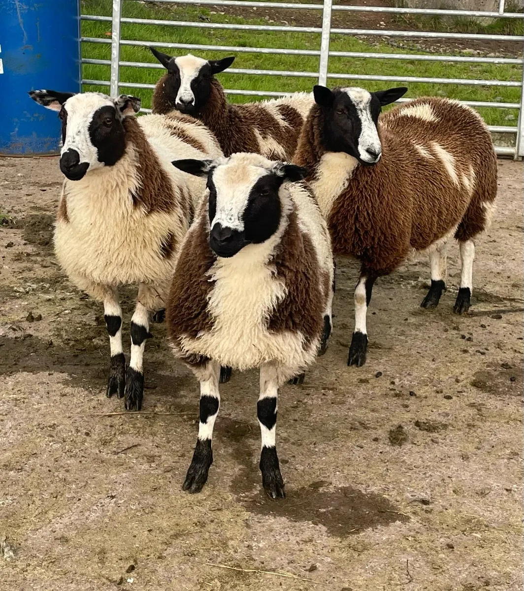 Jacob x Dutch spot ewe lambs - Image 1