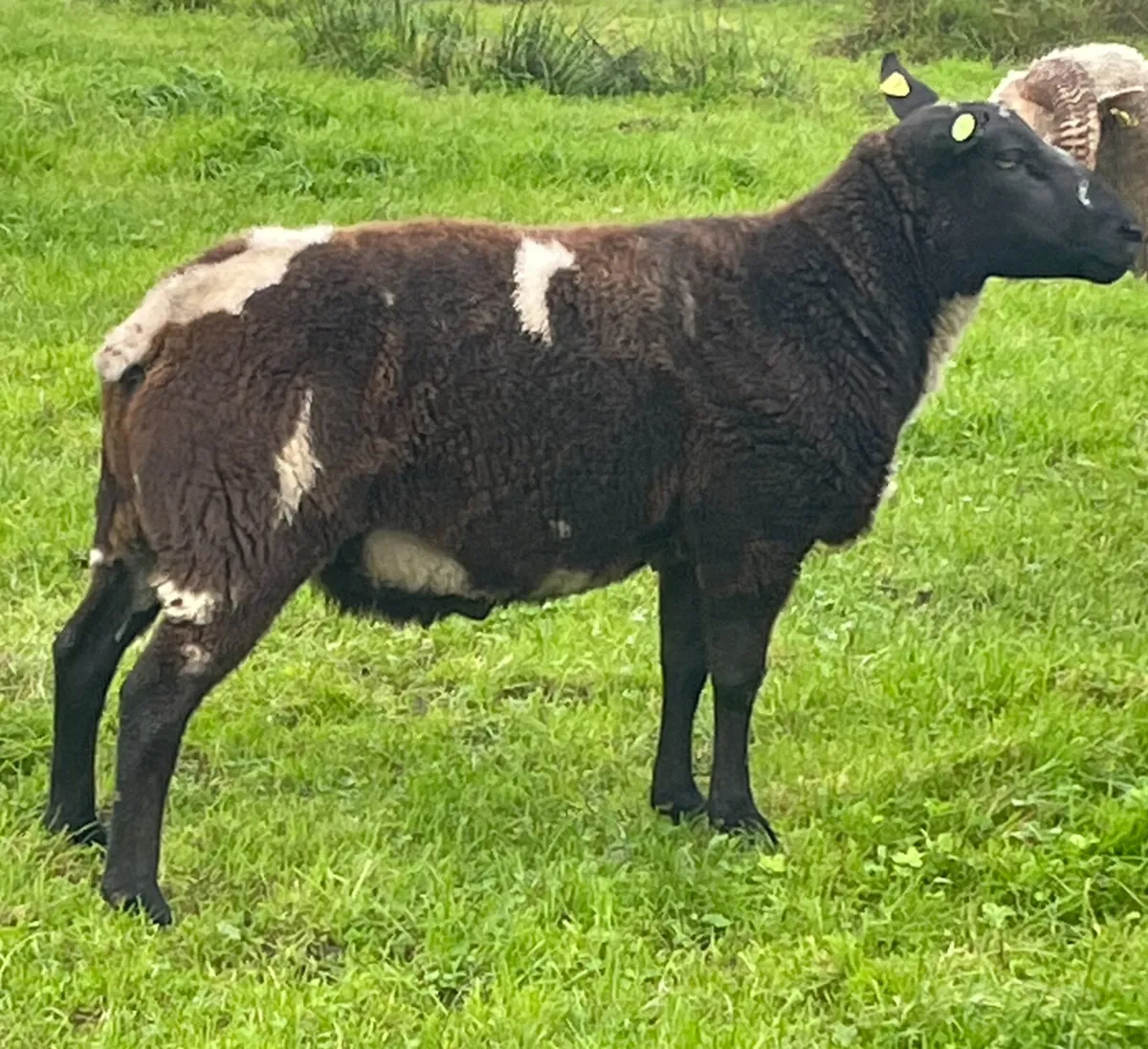 Jacob x Dutch spot ewe lambs - Image 2