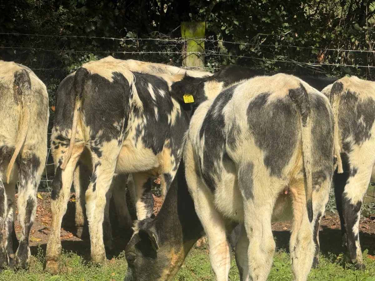 8 SUPER BELGIAN BLUE HEIFERS ( 4 & 5 ⭐) - Image 1