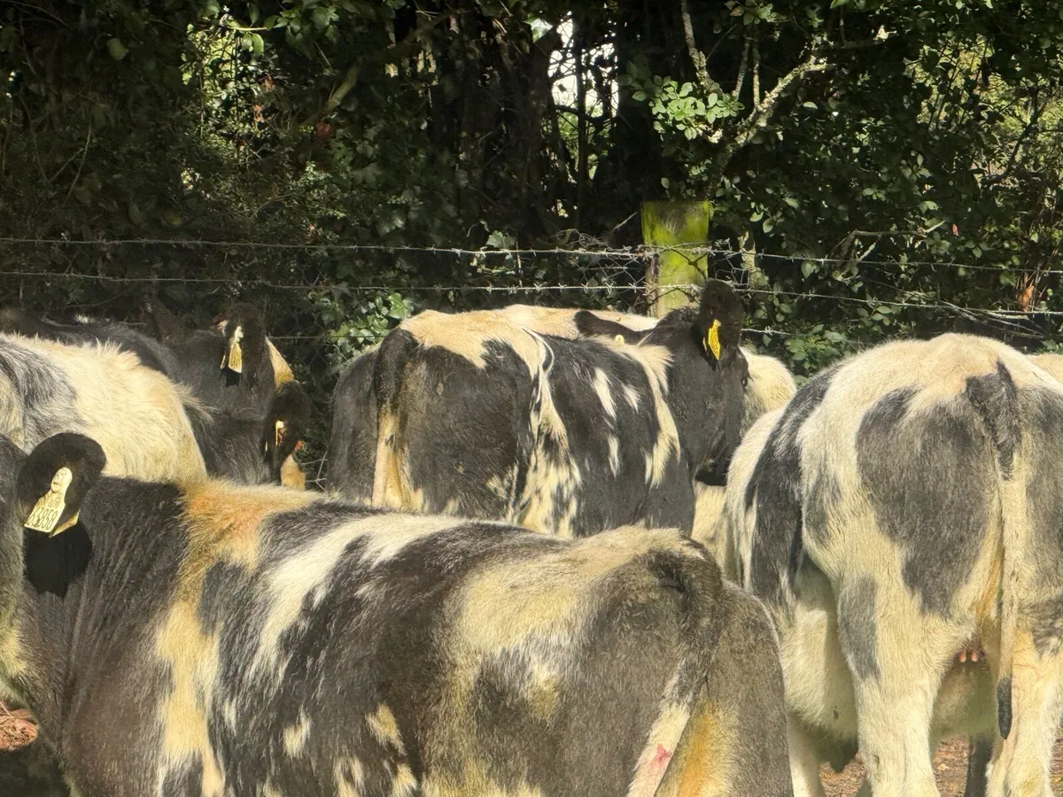 8 SUPER BELGIAN BLUE HEIFERS ( 4 & 5 ⭐) - Image 2