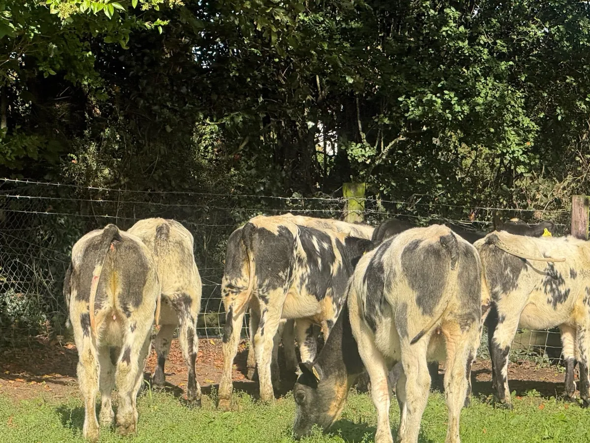 8 SUPER BELGIAN BLUE HEIFERS ( 4 & 5 ⭐) - Image 3