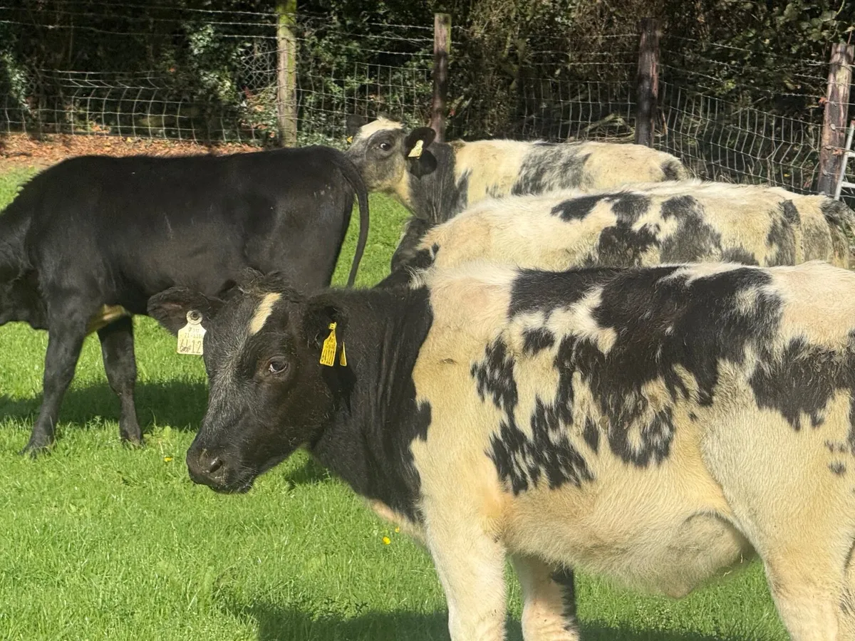 8 SUPER BELGIAN BLUE HEIFERS ( 4 & 5 ⭐) - Image 4
