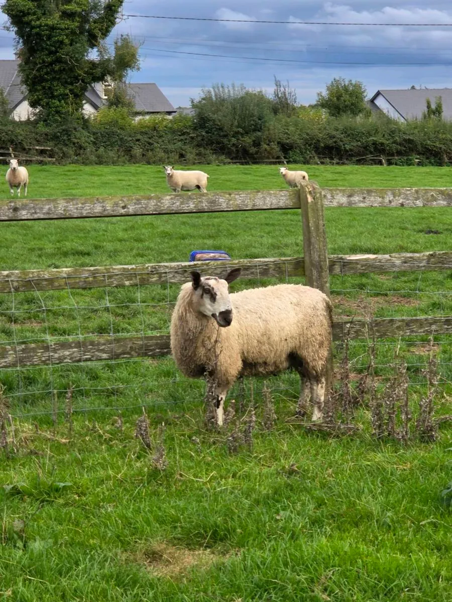 Rams 1 Suffolk 3 Blue Faced Leicester - Image 1