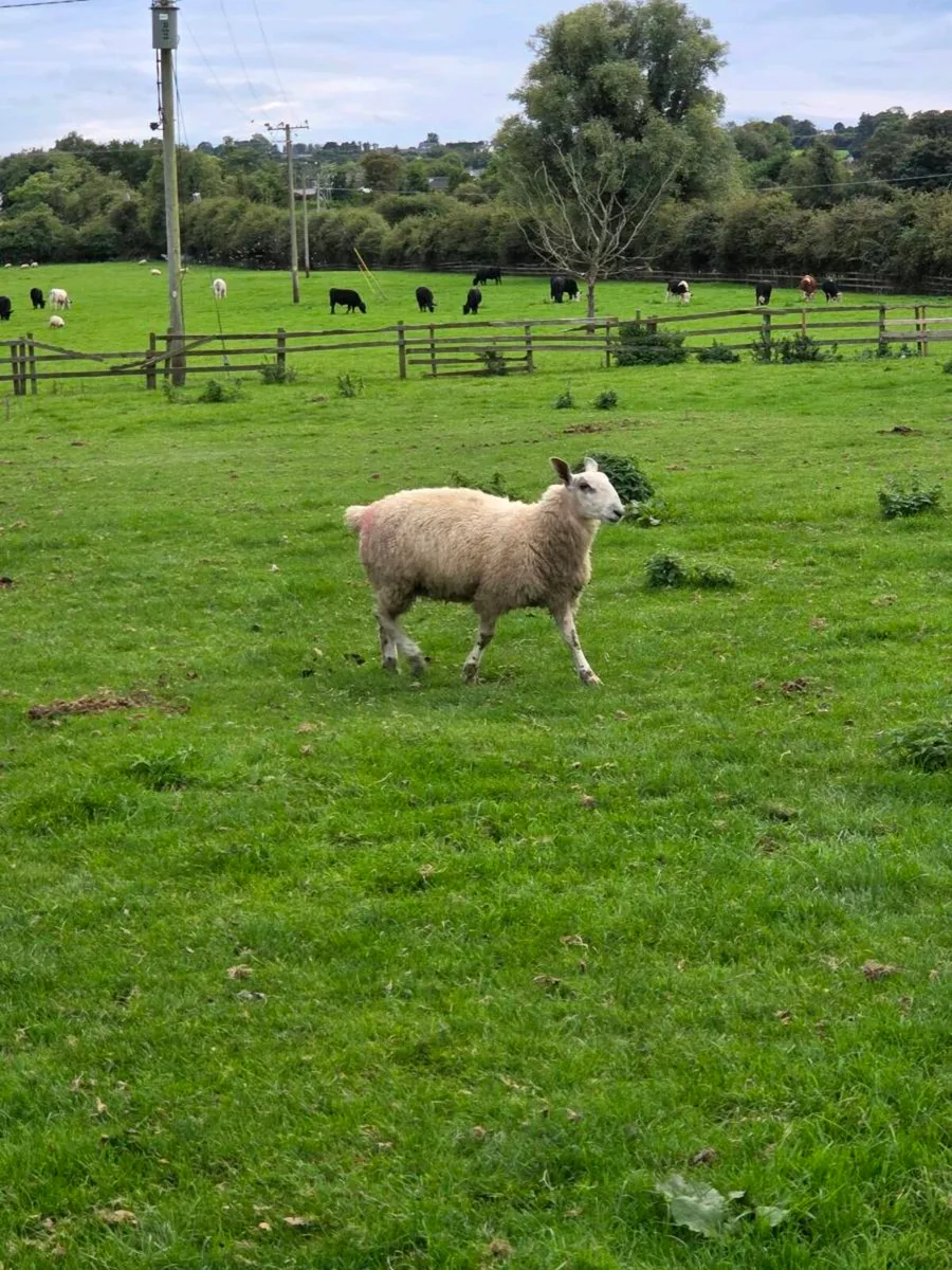 Rams 1 Suffolk 3 Blue Faced Leicester - Image 2